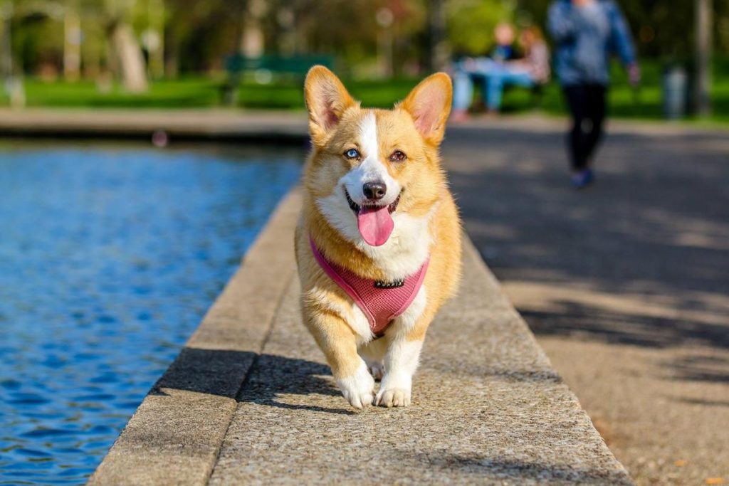 how long can a small dog go without water