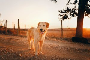 healthy dog