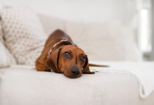 dog on couch