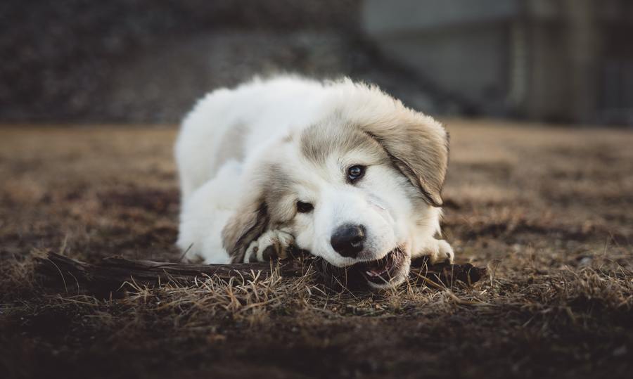 can dogs chew on sticks