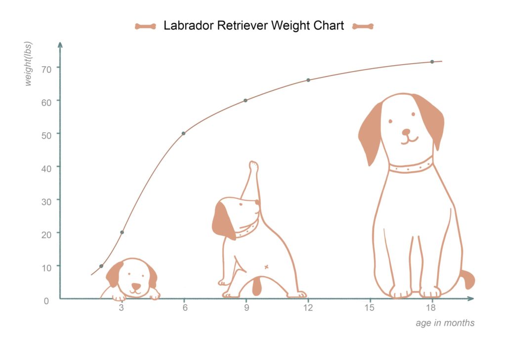 labrador growth rate chart