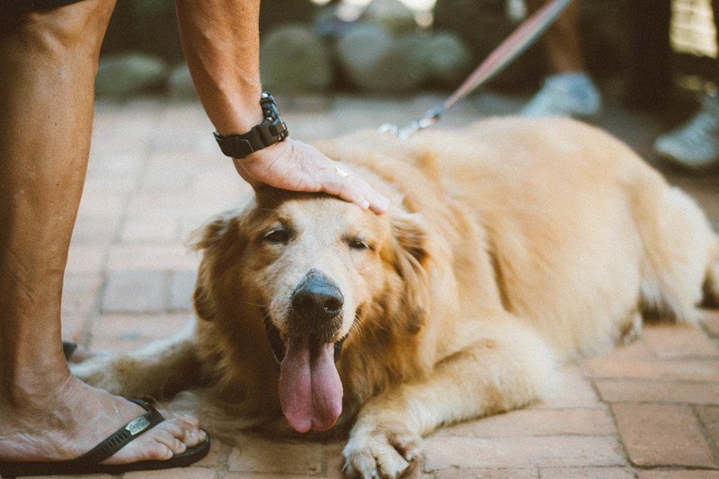 how long does a dog stay at the vet after neutering