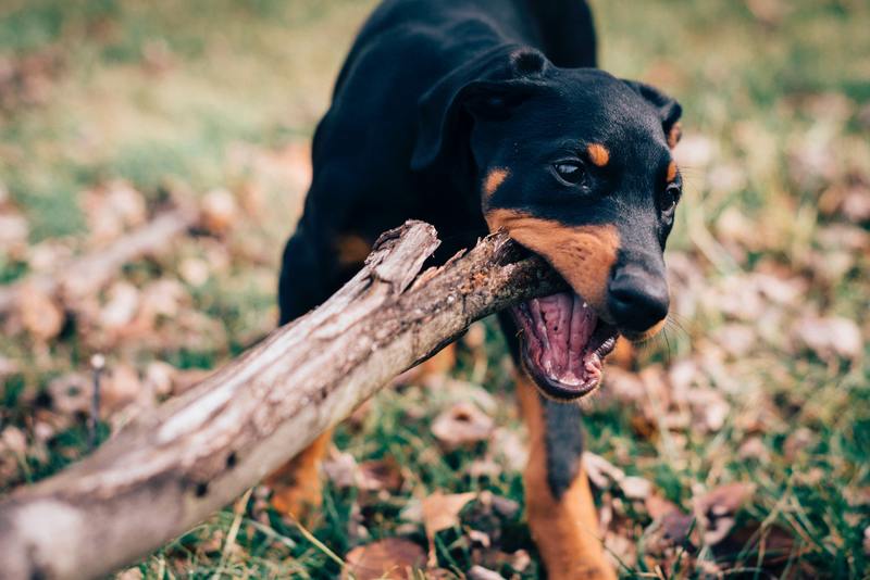 Dog chewing on stick