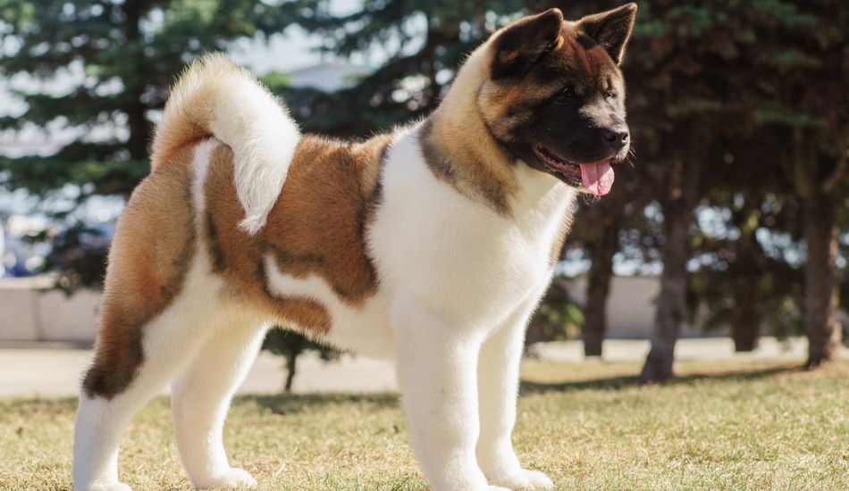 are akita dogs affectionate