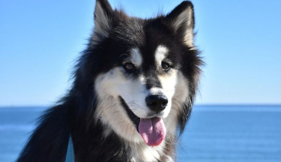 Alaskan Malamute Siberian Husky Mix