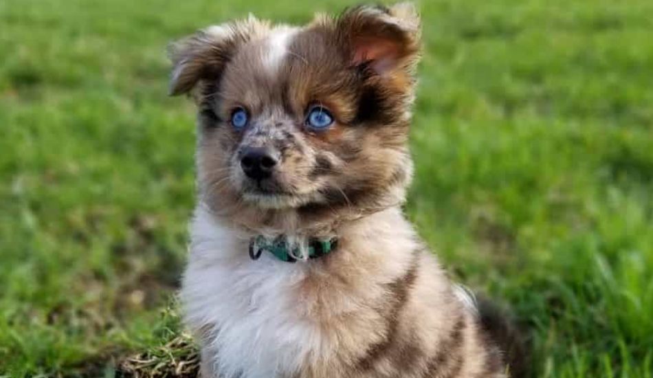 Australian Shepherd Pomeranian Mix Aussie Pom Breed Facts Fuzzy Rescue