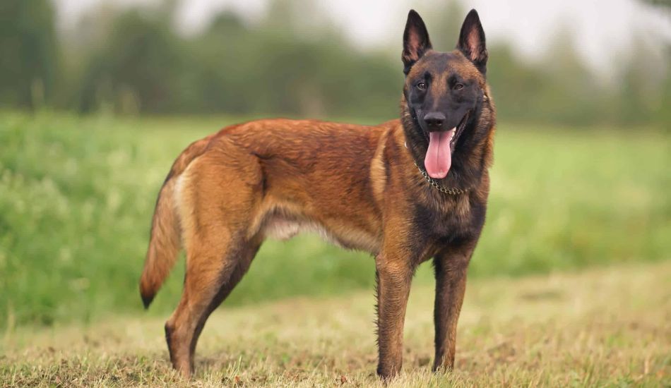 Belgian Malinois Dog Breed Traits & Facts - Fuzzy Rescue