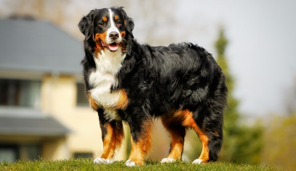 Bernese Mountain Dog Breed Traits & Facts - Fuzzy Rescue