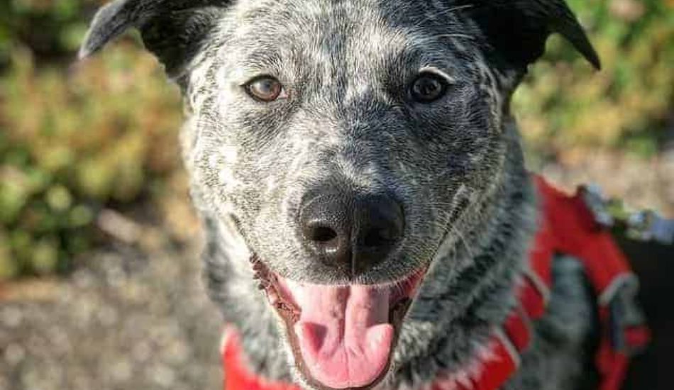 Blue Heeler Labrador Retriever Mix