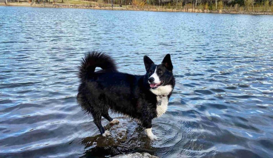 how long do collie corgi mix get