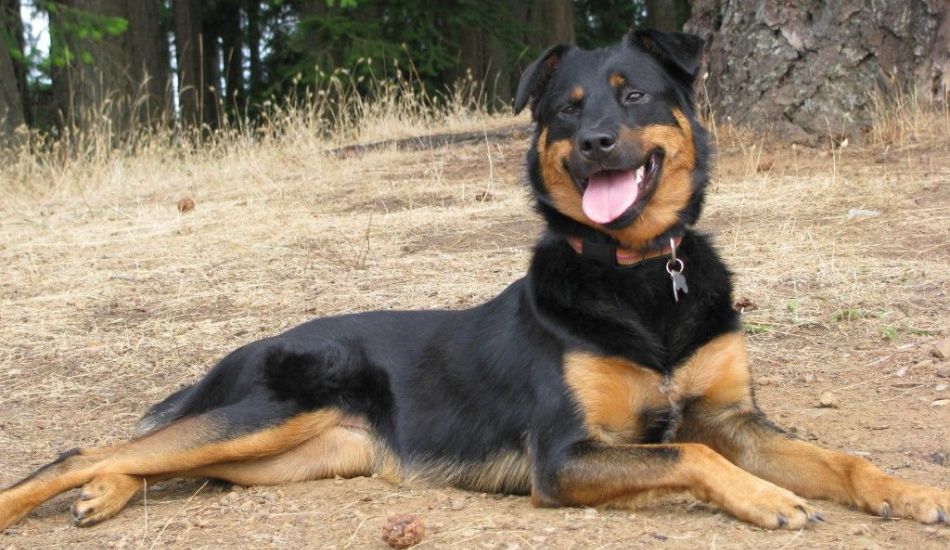 Border Collie Rottweiler Mix: Border Rottie Breed Information - Fuzzy Rescue