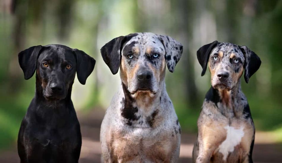 what is a catahoula dog mixed with