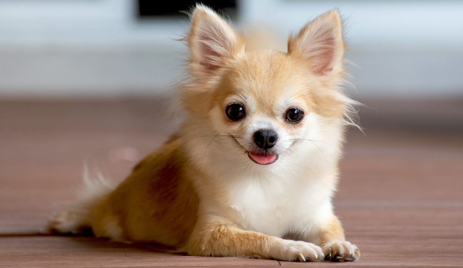 are chihuahuas a healthy dog breed