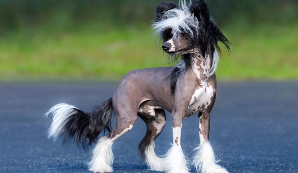 13 Chinese Dog Breeds - Fuzzy Rescue