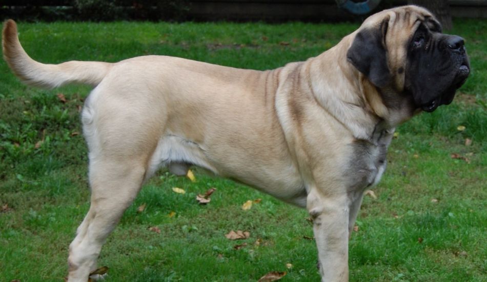 English Mastiff Dog