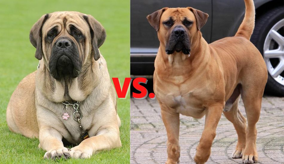 what is the difference between a bullmastiff and a boerboel