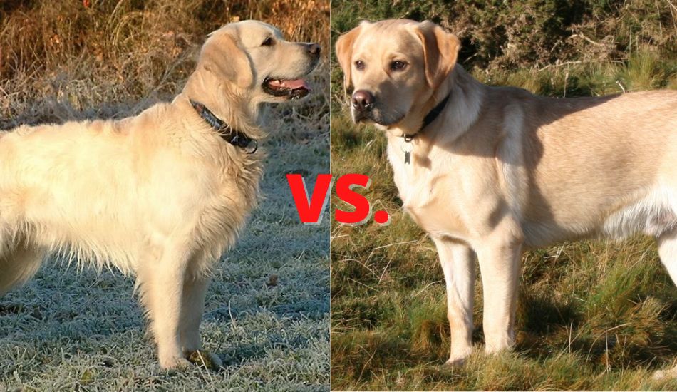 Golden Retriever vs. Labrador Retriever