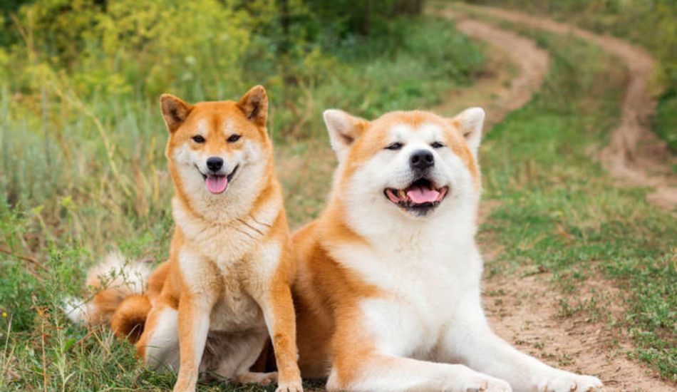 Japanese Dog Breeds