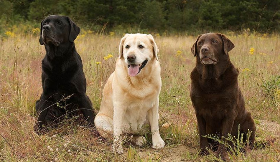 what age do female labradors stop growing