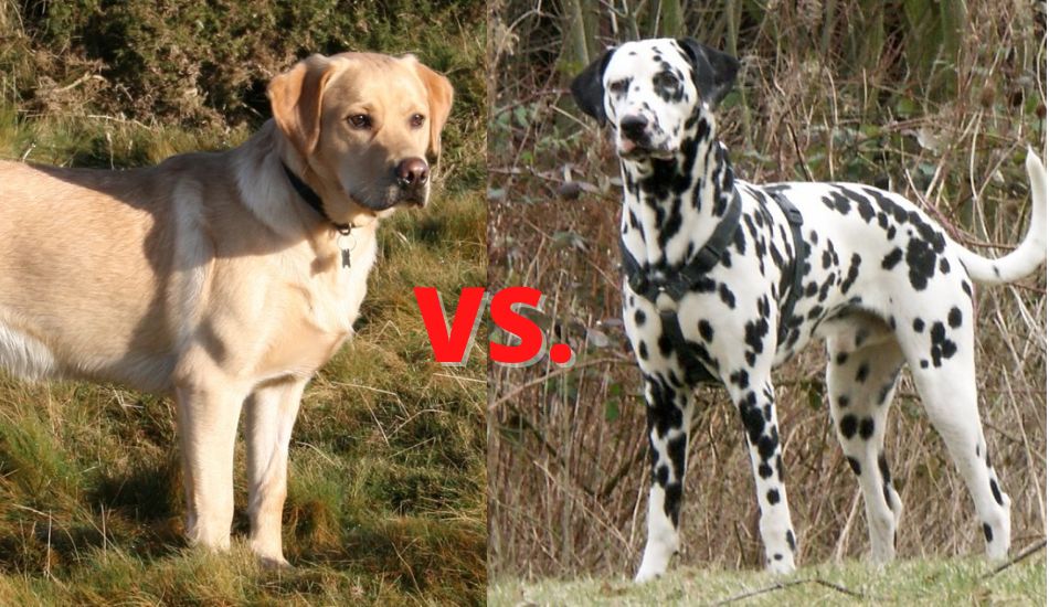 are dalmatians labradors