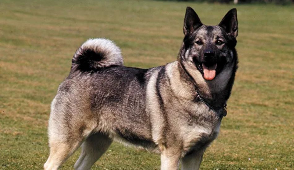 are norwegian elkhounds good with other dogs