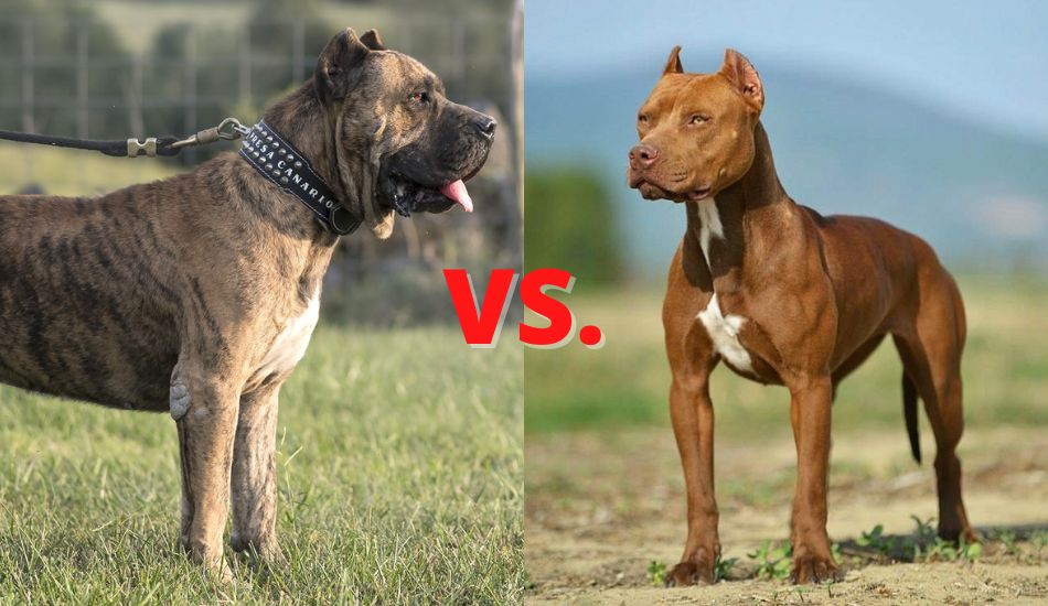 Presa Canario vs. American Pit Bull Terrier