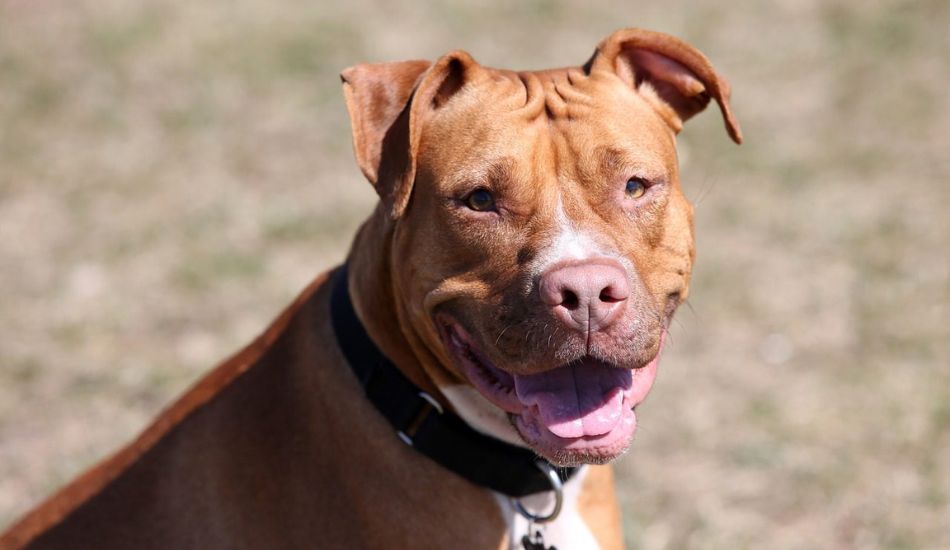 Red Nose Pitbull: Facts, Puppy & - Fuzzy