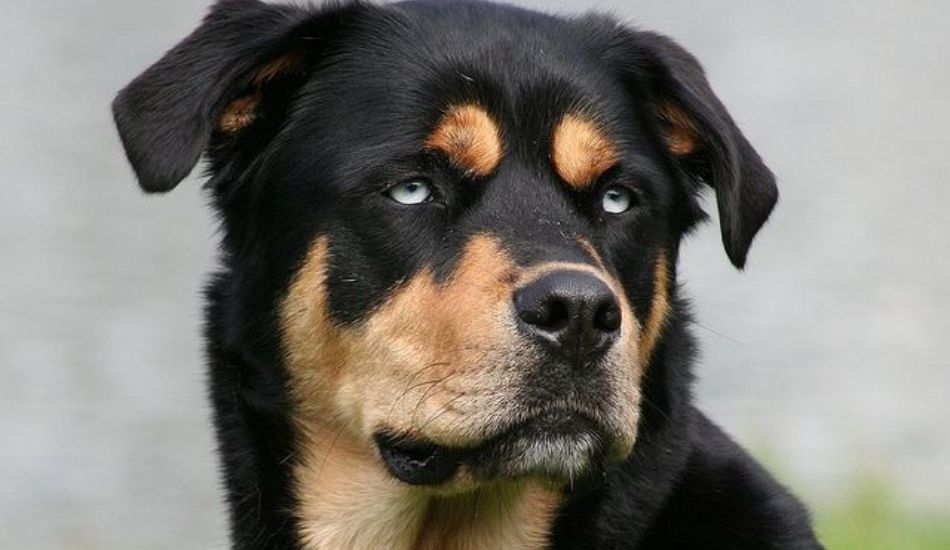 Rottweiler Siberian Husky Mix: Rottsky Facts & Breed Information - Fuzzy  Rescue