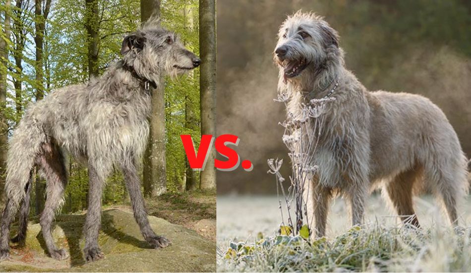Scottish Deerhound vs. Irish Wolfhound