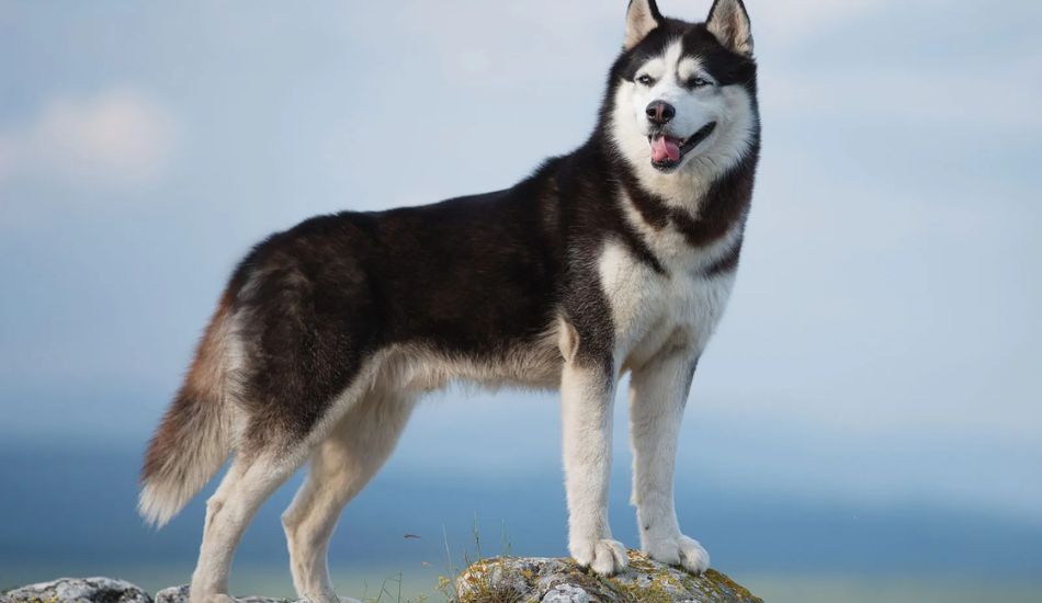 how much should a 2 year old husky weigh