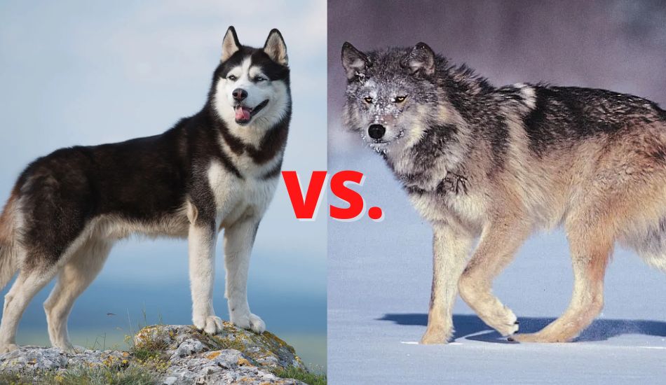 are huskies similar to wolves