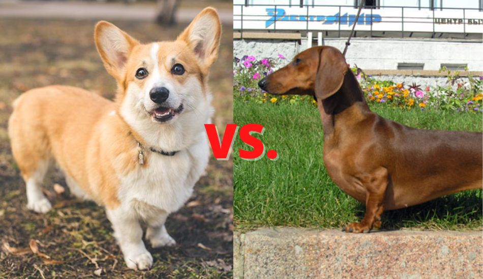 Welsh Corgi vs. Dachshund