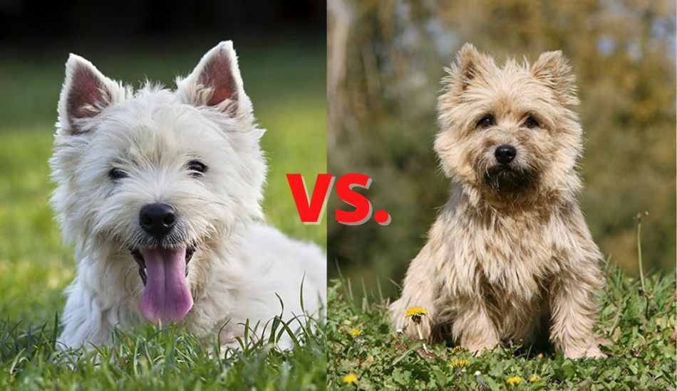 cairn terrier westie mix