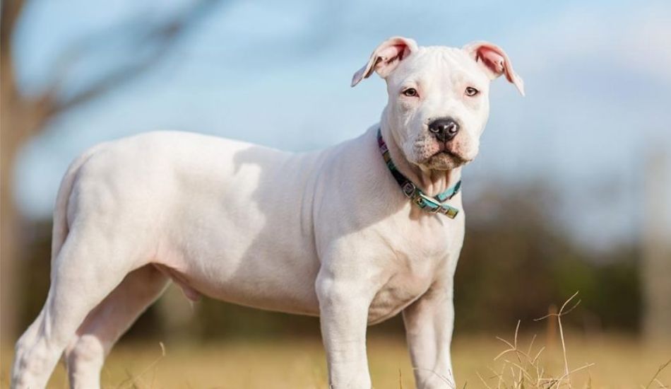 White Pitbulls