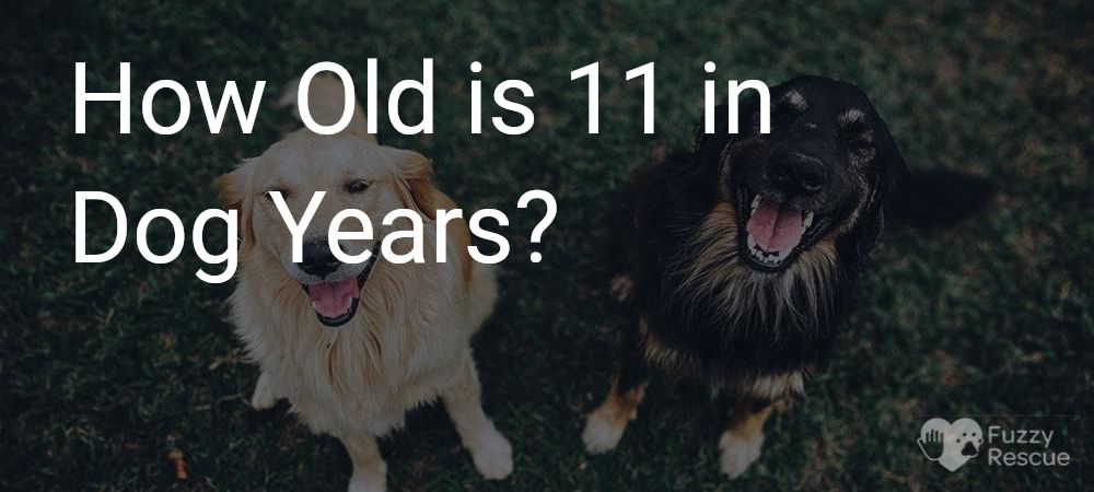 11 in dog years