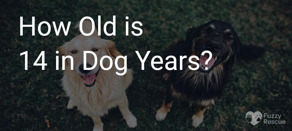 14 in dog years