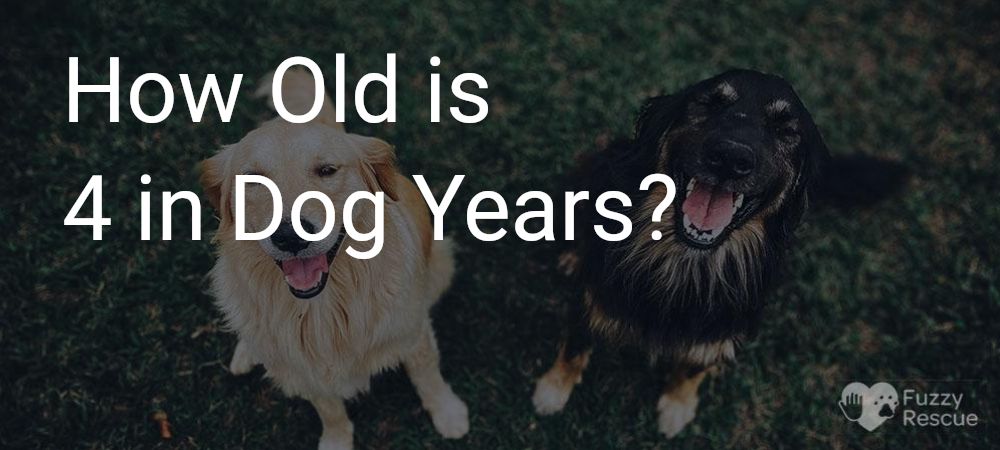 How Old is 4 in Dog Years? 1