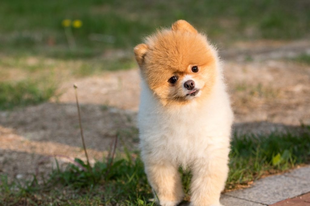 Cute dog